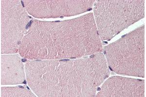 Anti-TXLNB antibody  ABIN960834 IHC staining of human skeletal muscle.