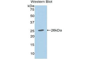Western Blotting (WB) image for anti-Mucin 2, Oligomeric Mucus/gel-Forming (MUC2) (AA 5075-5179) antibody (ABIN1078337) (MUC2 抗体  (AA 5075-5179))