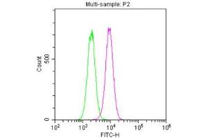 Overlay histogram showing Hela cells stained with ABIN7161178 (red line). (Nestin 抗体)