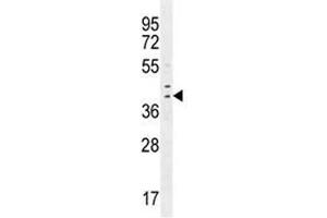 IRF1 antibody western blot analysis in MDA-MB231 lysate. (IRF1 抗体  (AA 260-286))