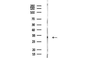 Western blot analysis of lysates from PC12 cells, using TNFRSF6B Antibody at 1/1000 dilution.