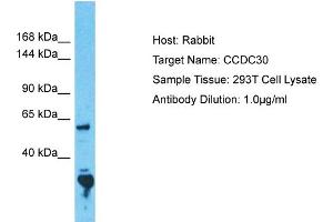 Host: Rabbit Target Name: CCDC30 Sample Tissue: Human 293T Whole Cell Antibody Dilution: 1ug/ml (CCDC30 抗体  (N-Term))