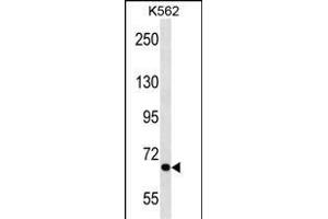 ALS2CR8 Antibody (N-term) (ABIN1539028 and ABIN2850130) western blot analysis in K562 cell line lysates (35 μg/lane). (Calcium Responsive Transcription Factor (CARF) (AA 132-158), (N-Term) 抗体)