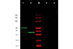 Image no. 1 for anti-Checkpoint Kinase 1 (CHEK1) (AA 312-327) antibody (ABIN401324) (CHEK1 抗体  (AA 312-327))