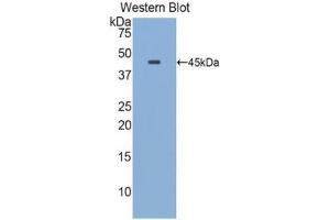 Detection of Recombinant APOE, Rat using Polyclonal Antibody to Apolipoprotein E (APOE) (APOE 抗体  (AA 19-168))