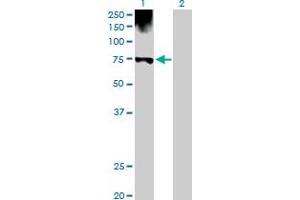 Western Blot analysis of PGM1 expression in transfected 293T cell line by PGM1 MaxPab polyclonal antibody. (Phosphoglucomutase 1 抗体  (AA 1-562))
