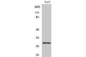Western Blotting (WB) image for anti-Pituitary Tumor-Transforming 1/2/3 (PTTG1/2/3) (Internal Region) antibody (ABIN3186599) (PTTG1/2/3 抗体  (Internal Region))