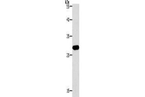 Western Blotting (WB) image for anti-Paired Box 5 (PAX5) antibody (ABIN2426335) (PAX5 抗体)