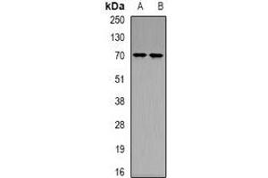 Western blot analysis of Ku70 (AcK539) expression in COLO205 (A), HEK293T (B) whole cell lysates. (XRCC6 抗体  (acLys539, C-Term))