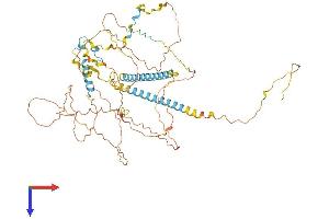 FIP1L1 Protein (AA 1-594) (His tag)