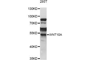 Western blot analysis of extracts of 293T cells, using WNT10A antibody (ABIN6292348) at 1:1000 dilution. (WNT10A 抗体)