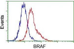 Image no. 2 for anti-B-Raf proto-oncogene, serine/threonine kinase (BRAF) antibody (ABIN1496953) (BRAF 抗体)