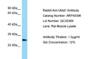 Western Blotting (WB) image for anti-Ubiquitin Domain Containing 1 (UBTD1) (C-Term) antibody (ABIN2788051) (UBTD1 抗体  (C-Term))