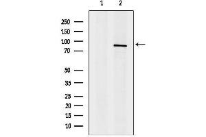 anti-Solute Carrier Family 26, Member 4 (SLC26A4) (Internal Region) antibody
