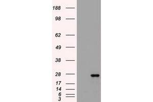 Western Blotting (WB) image for anti-Fms-Related tyrosine Kinase 3 Ligand (FLT3LG) (AA 27-181) antibody (ABIN1491300) (FLT3LG 抗体  (AA 27-181))