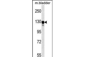 Mouse Map3k6 Antibody (N-term) (ABIN657839 and ABIN2846801) western blot analysis in mouse bladder tissue lysates (35 μg/lane). (MAP3K6 抗体  (N-Term))