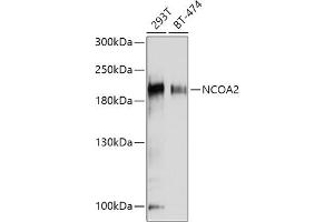 Western blot analysis of extracts of various cell lines, using NCO antibody (ABIN6129656, ABIN6144413, ABIN6144414 and ABIN7101354) at 1:1000 dilution. (NCOA2 抗体  (AA 550-820))