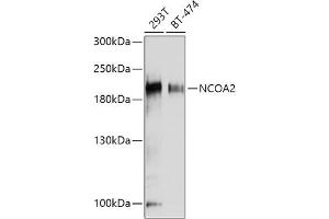 Western blot analysis of extracts of various cell lines, using NCO antibody (ABIN6129656, ABIN6144413, ABIN6144414 and ABIN7101354) at 1:1000 dilution. (NCOA2 抗体  (AA 550-820))
