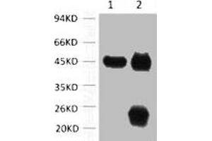 Immunoprecipitation (IP) image for anti-Actin, alpha 1, Skeletal Muscle (ACTA1) antibody (ABIN7189124)