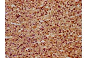 IHC image of ABIN7166985 diluted at 1:500 and staining in paraffin-embedded human adrenal gland tissue performed on a Leica BondTM system. (RILP 抗体  (AA 307-385))