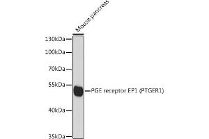 Western blot analysis of extracts of mouse pancreas, using PGE receptor EP1 (PGE receptor EP1 (PTGER1)) antibody (ABIN6134823, ABIN6146399, ABIN6146401 and ABIN6215919) at 1:1000 dilution. (PTGER1 抗体  (AA 300-400))