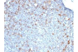 Image no. 1 for anti-Cell Division Cycle 20 Homolog (S. Cerevisiae) (CDC20) antibody (ABIN6185545) (CDC20 抗体)
