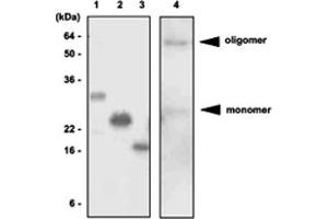 Western blot analysis of recombinant proteins and mouse liver lysates. (ADIPOQ 抗体  (AA 15-244))