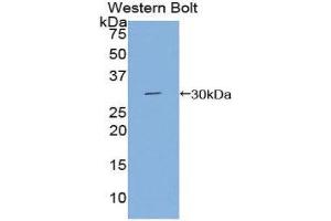Western Blotting (WB) image for anti-DAG Kinase gamma (AA 287-524) antibody (ABIN1858631) (DGKG 抗体  (AA 287-524))