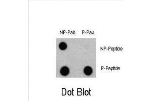 Dot blot analysis of Phospho-LC3 (G8a) - S12 Antibody 3301a and Nonphospho-LC3 (G8a) Antibody on nitrocellulose membrane. (LC3C 抗体  (pSer12))