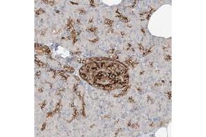 Immunohistochemical staining of human pancreas with FSTL1 polyclonal antibody  shows strong cytoplasmic positivity in islet cells at 1:50-1:200 dilution. (FSTL1 抗体)