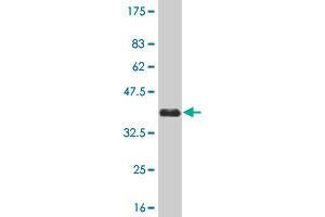 Western Blot detection against Immunogen (36. (MAK 抗体  (AA 358-457))