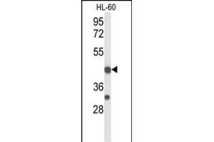 Western blot analysis of TNFRSF10D Antibody (Center) (ABIN653479 and ABIN2842899) in HL-60 cell line lysates (35 μg/lane). (DcR2 抗体  (AA 252-278))