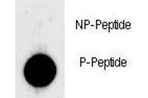 Dot blot analysis of phospho-LIN28 antibody. (LIN28A 抗体  (pSer134))