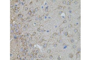 Immunohistochemistry of paraffin-embedded Mouse brain using MMP10 Polyclonal Antibody at dilution of 1:100 (40x lens). (MMP10 抗体)