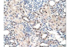 Image no. 1 for anti-RAR-Related Orphan Receptor A (RORA) (AA 239-288) antibody (ABIN205084) (RORA 抗体  (AA 239-288))