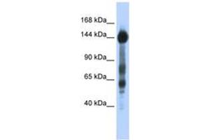 Image no. 1 for anti-Sterol Regulatory Element Binding Transcription Factor 1 (SREBF1) (AA 35-84) antibody (ABIN6742767) (SREBF1 抗体  (AA 35-84))