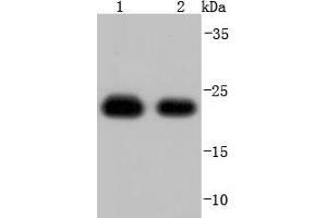 Lane 1: Hela, Lane 2: A431 lysate probed with Peroxiredoxin 1 (7A1) Monoclonal Antibody, Unconjugated  at 1:1000 overnight at 4˚C. (Peroxiredoxin 1 抗体)