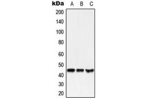 Western blot analysis of GPR38 expression in HEK293T (A), SP2/0 (B), NIH3T3 (C) whole cell lysates.