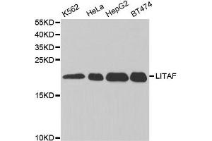 Western Blotting (WB) image for anti-Lipopolysaccharide-Induced Tumor Necrosis Factor-alpha Factor (LITAF) antibody (ABIN1876657) (LITAF 抗体)