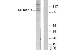 Western Blotting (WB) image for anti-Mitogen-Activated Protein Kinase Kinase Kinase Kinase 1 (MAP4K1) (Internal Region) antibody (ABIN1849862) (MAP4K1 抗体  (Internal Region))