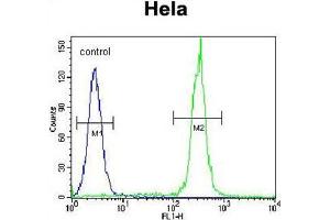 BTC Antibody (N-term) flow cytometric analysis of Hela cells (right histogram) compared to a negative control cell (left histogram). (Betacellulin 抗体  (N-Term))