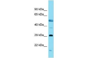 Host:  Rabbit  Target Name:  Ovol1  Sample Type:  Rat Pancreas lysates  Antibody Dilution:  1. (OVOL1 抗体  (C-Term))