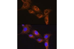 Immunofluorescence analysis of NIH/3T3 cells using NPB Rabbit pAb (ABIN7268885) at dilution of 1:100. (Neuropeptide B 抗体  (AA 1-125))