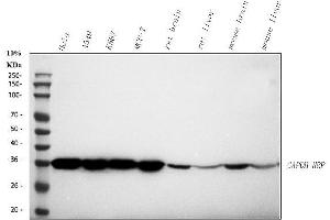 Western blot analysis of GAPDH using anti-GAPDH antibody (ABIN7602946).