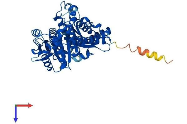 TUBB1 Protein (AA 1-451) (His tag)