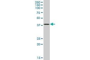 SEPT1 MaxPab polyclonal antibody. (Septin 1 抗体  (AA 1-367))