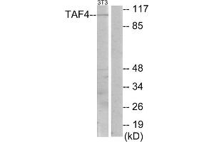 Western blot analysis of extracts from NIH-3T3 cells, using TAF4 antibody. (TAF4 抗体  (C-Term))