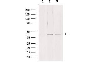 Western blot analysis of extracts from various samples, using NDE1 antibody. (NDE1 抗体  (N-Term))