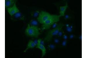 Anti-KLHL2 mouse monoclonal antibody (ABIN2453210) immunofluorescent staining of COS7 cells transiently transfected by pCMV6-ENTRY KLHL2 (RC205347). (KLHL2 抗体  (AA 1-100, AA 494-593))