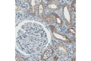 Immunohistochemical staining (Formalin-fixed paraffin-embedded sections) of human kidney with OCLN monoclonal antibody, clone CL1555  shows membranous positivity in renal tubules. (Occludin 抗体  (AA 282-415))